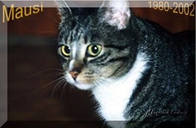 Mausi