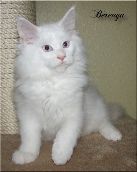 Berenga